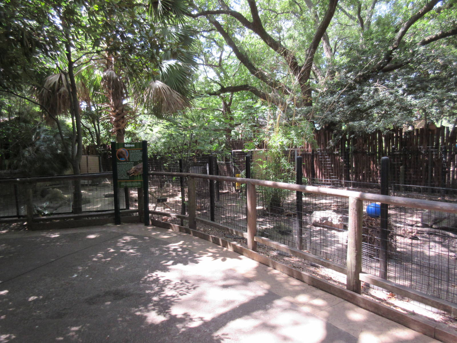 World of Primates - Babirusa Exhibit