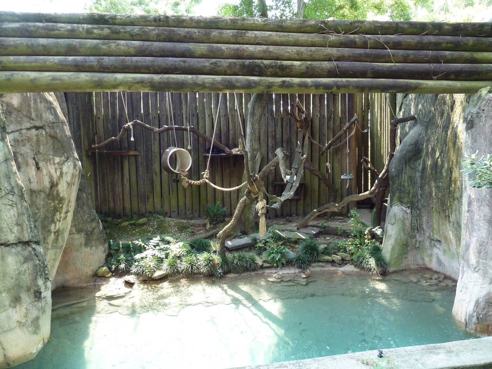 World Of Primates - Black Howler Monkey Exhibit