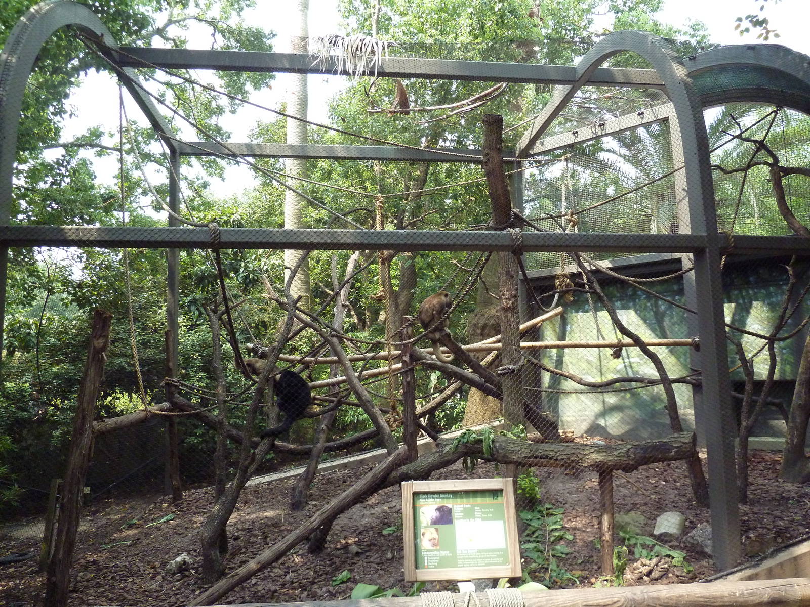 World Of Primates - Black Howler Monkey Exhibit