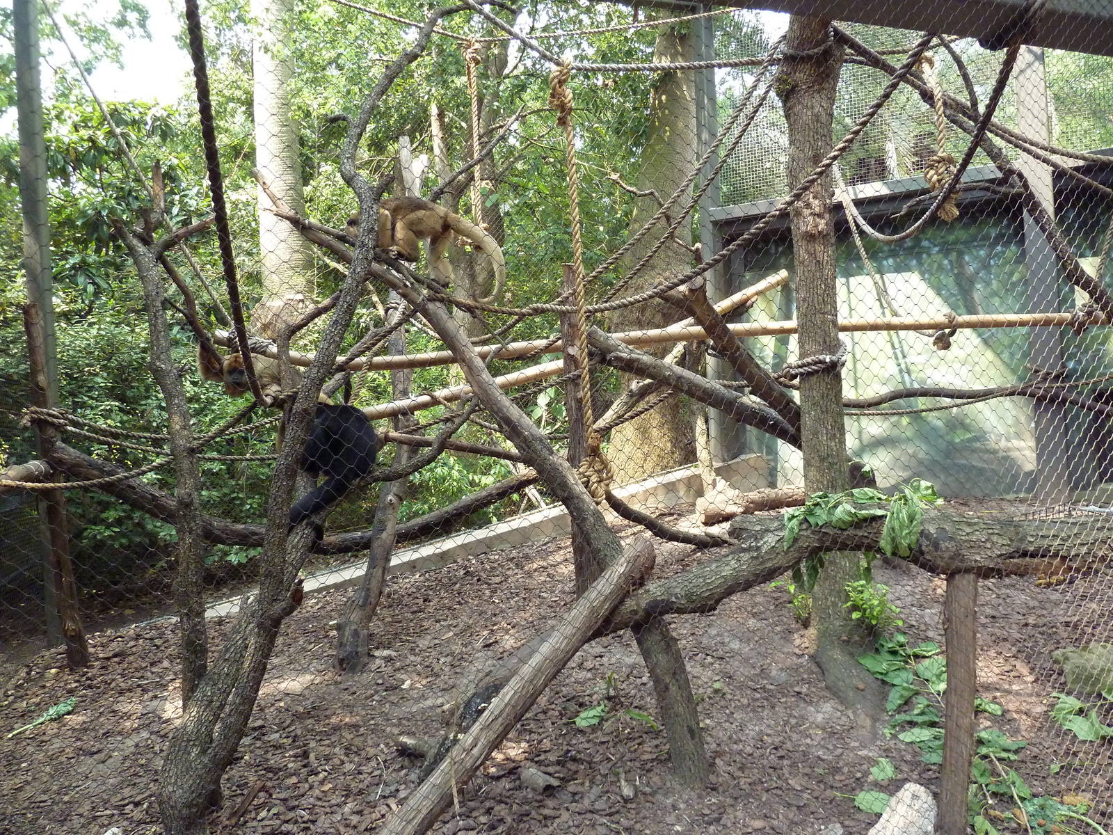 World Of Primates - Black Howler Monkey Exhibit