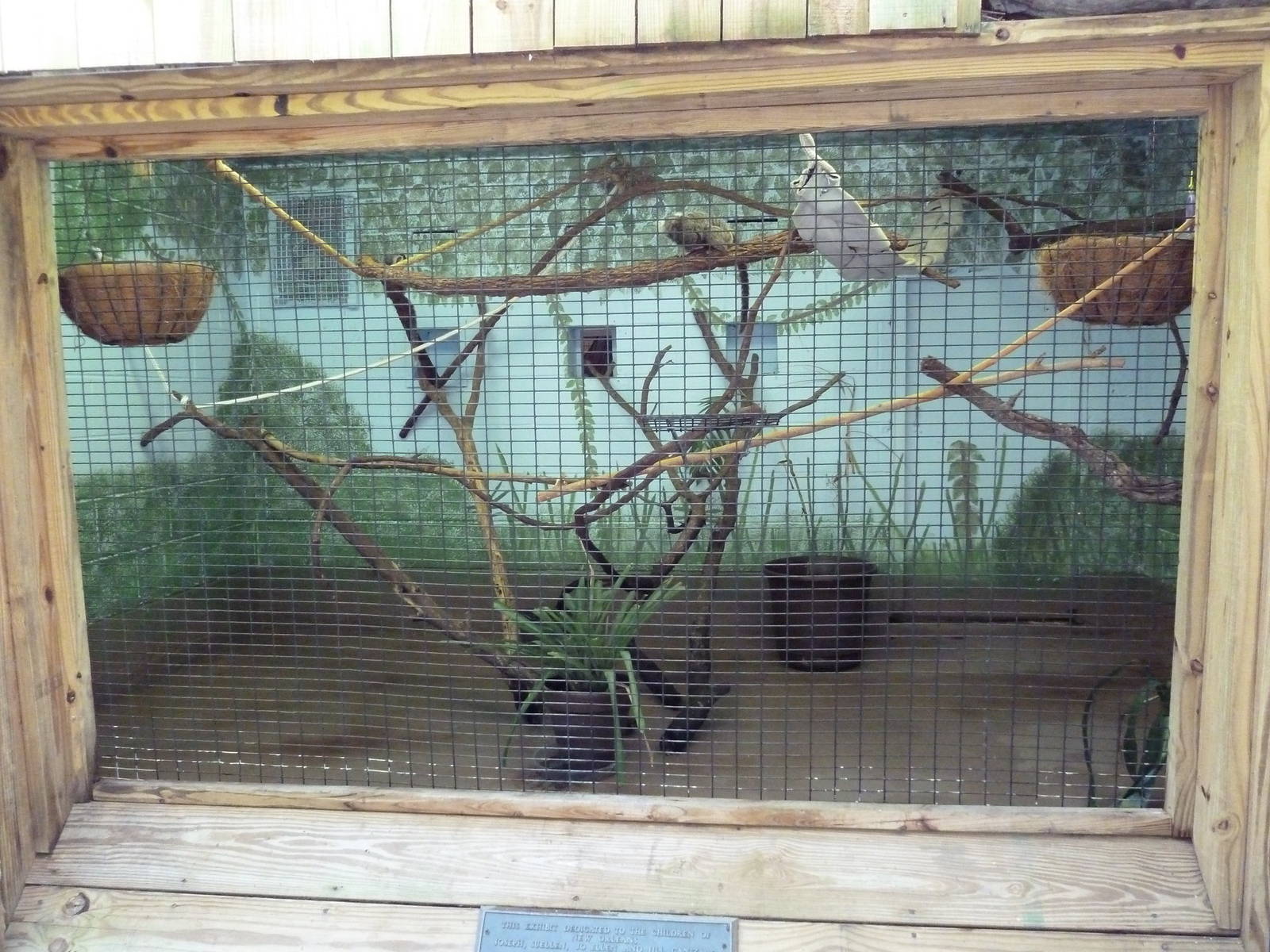 World Of Primates - Common Marmoset Exhibit