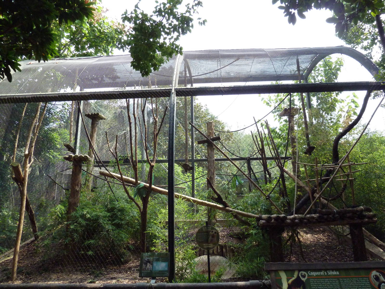 World Of Primates - Coquerel's Sifaka Exhibit