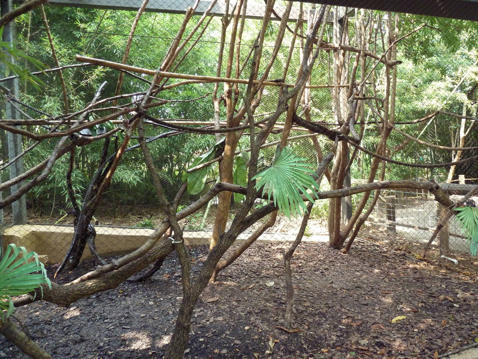 World Of Primates - Cotton Top Tamarin Exhibit