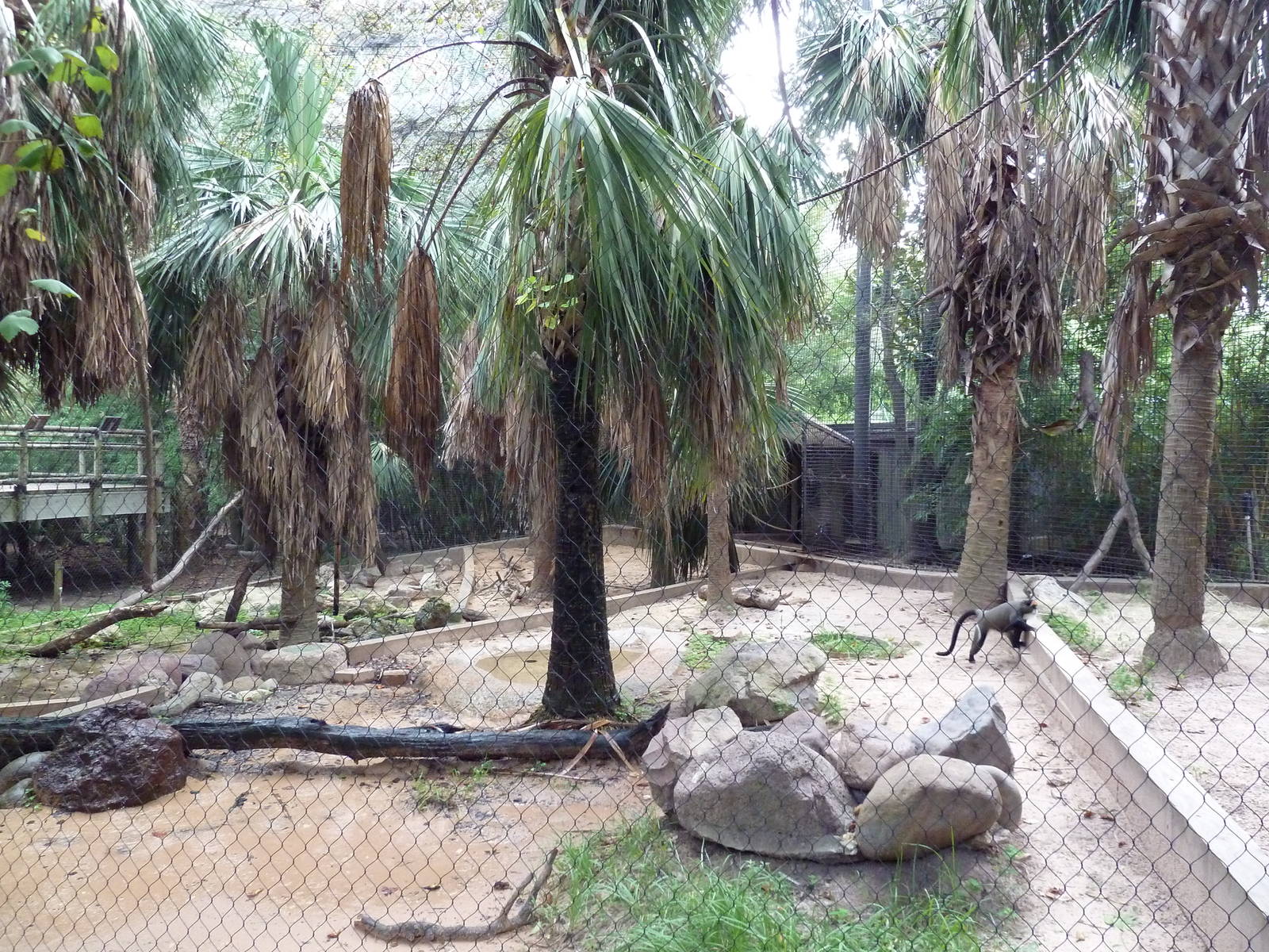 World Of Primates - DeBrazza Monkey/Mandrill Exhibit