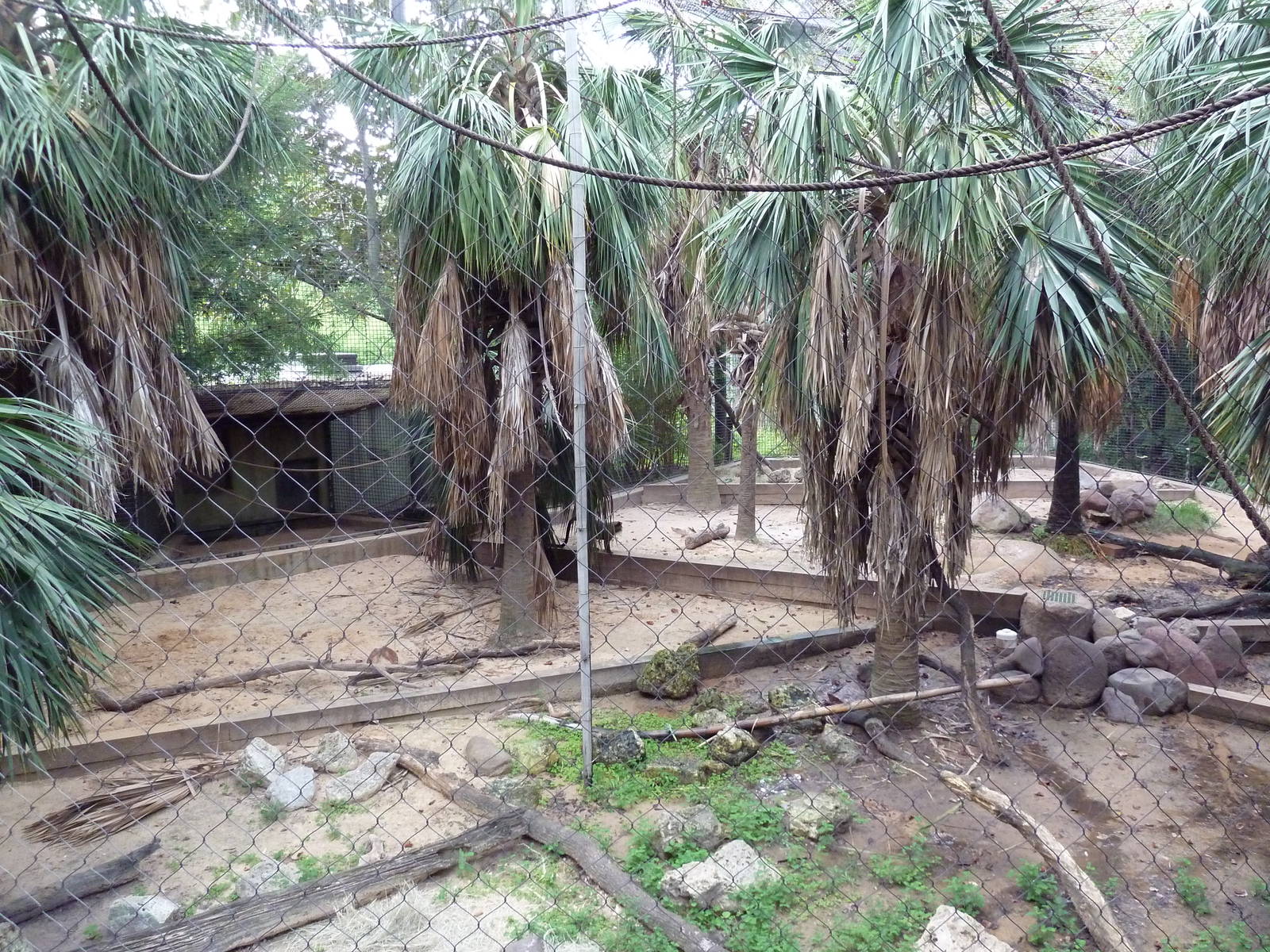 World Of Primates - DeBrazza Monkey/Mandrill Exhibit