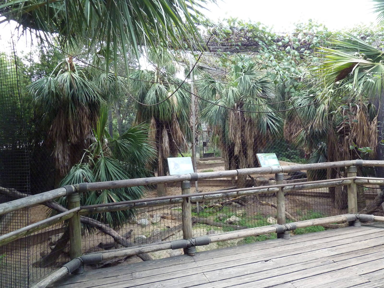 World Of Primates - DeBrazza Monkey/Mandrill Exhibit