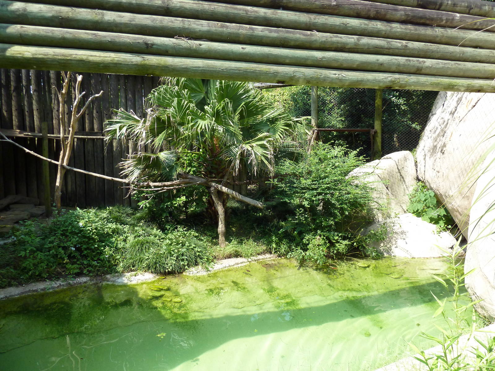 World Of Primates - Diana Monkey/Lesser Spot-Nosed Guenon Exhibit