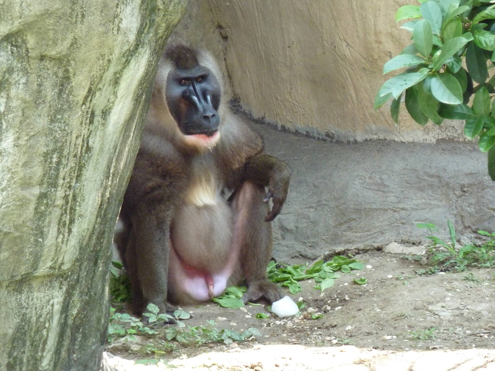 World Of Primates - Drill