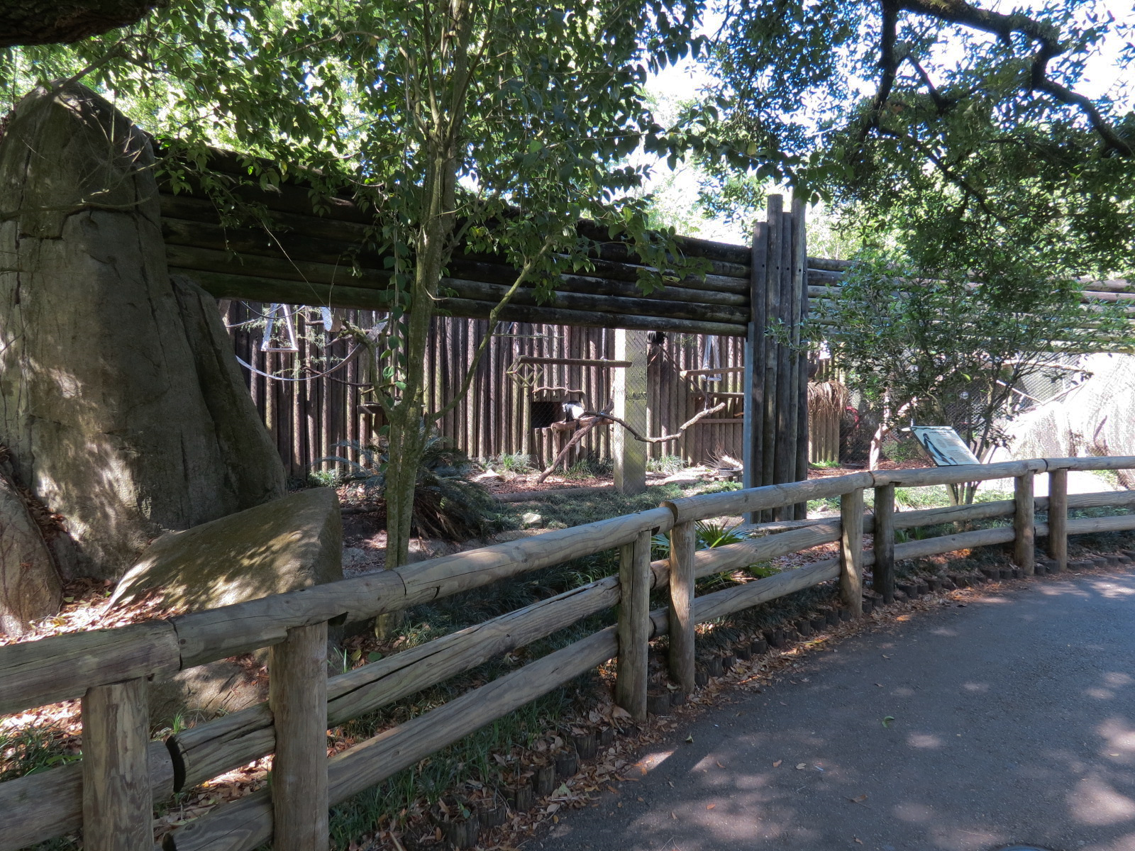 World of Primates - Eastern Black and White Colobus