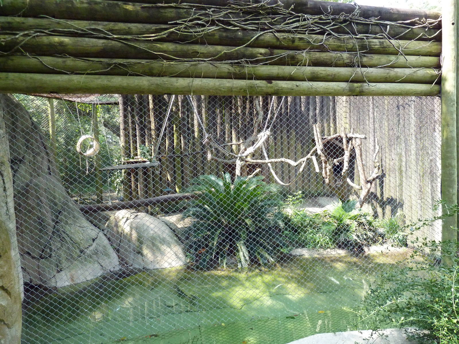 World Of Primates - Eastern Colobus Monkey Exhibit