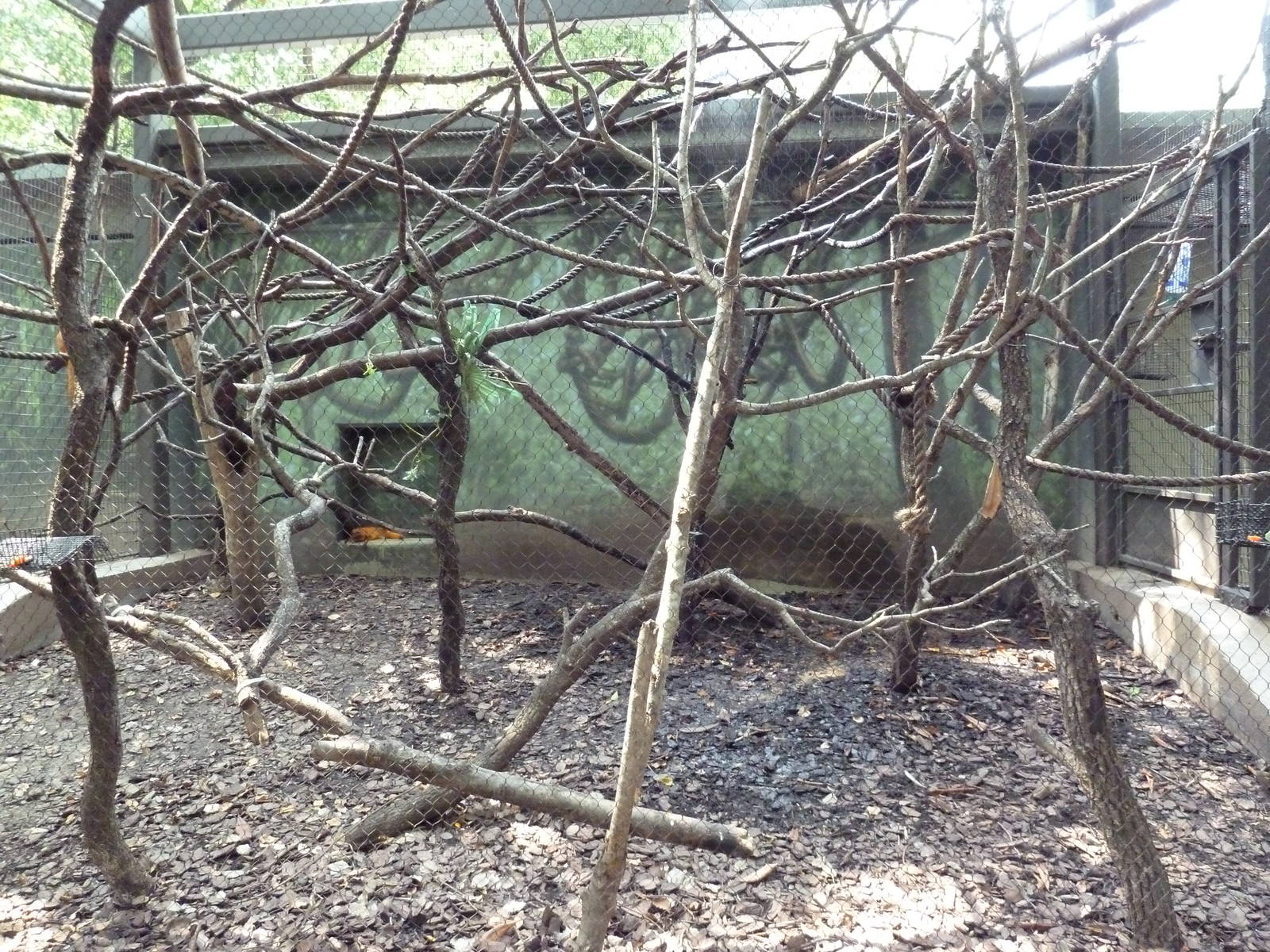 World Of Primates - Golden Lion Tamarin Exhibit