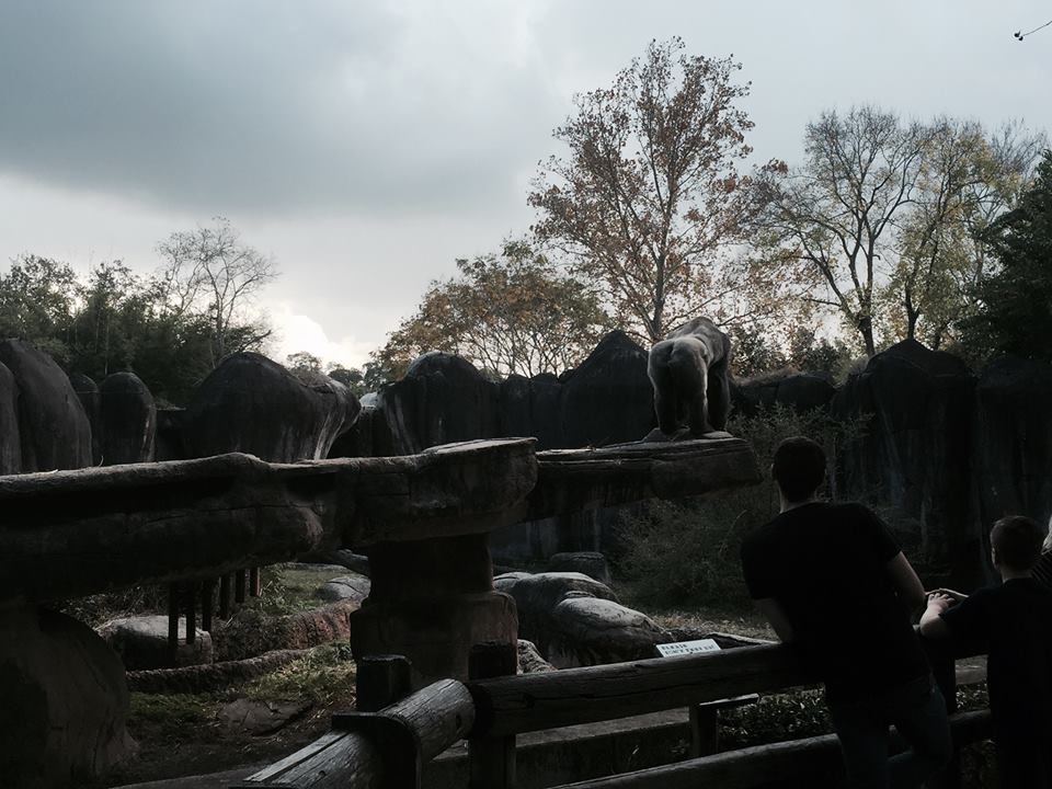 World of Primates- Gorilla