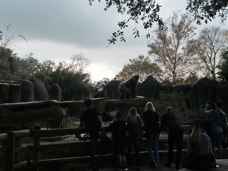 World of Primates- Gorilla