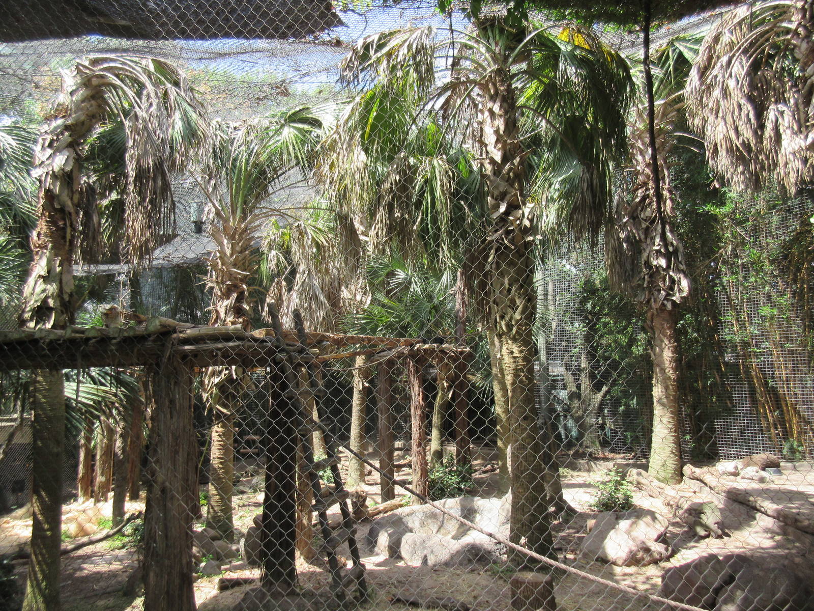 World of Primates - Mandrill Exhibit