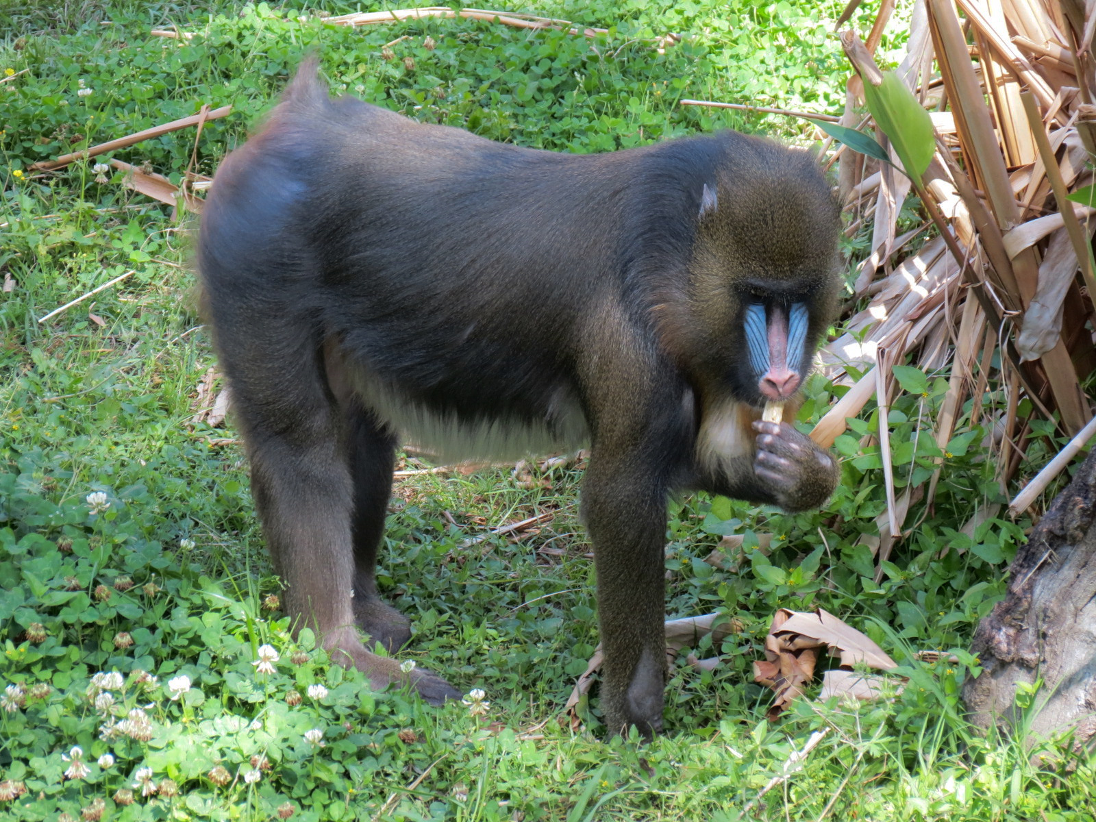 World of Primates - Mandrill Exhibit