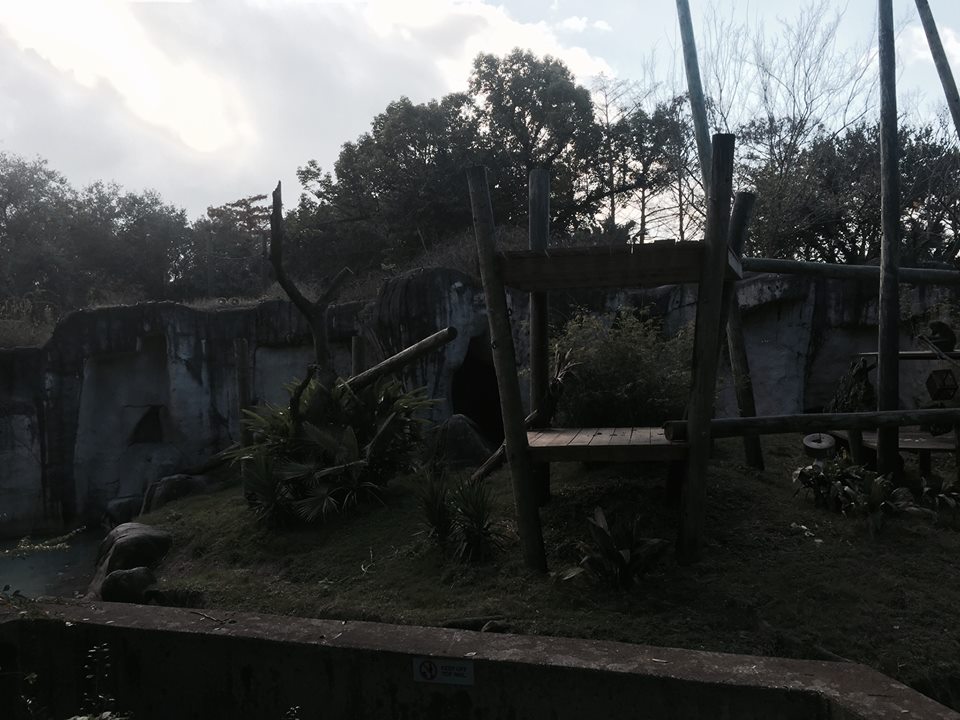 World of Primates- Mandrill