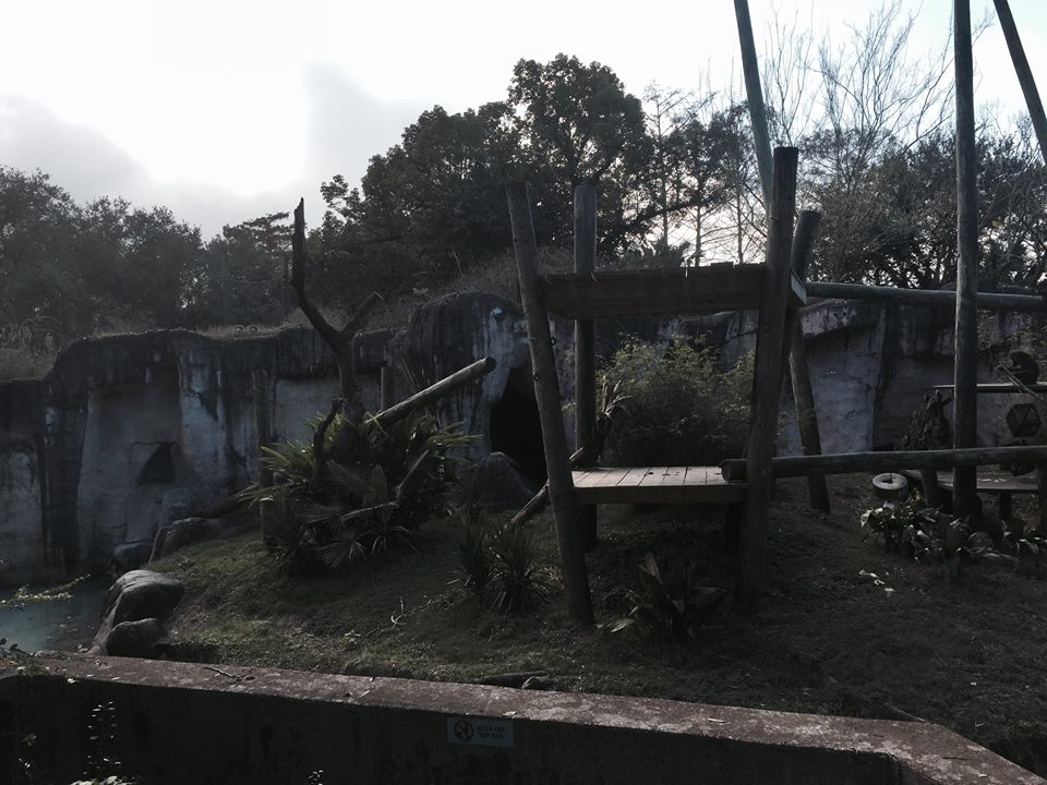 World of Primates- Mandrill