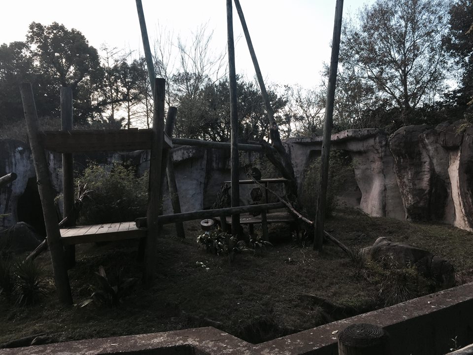 World of Primates- Mandrill