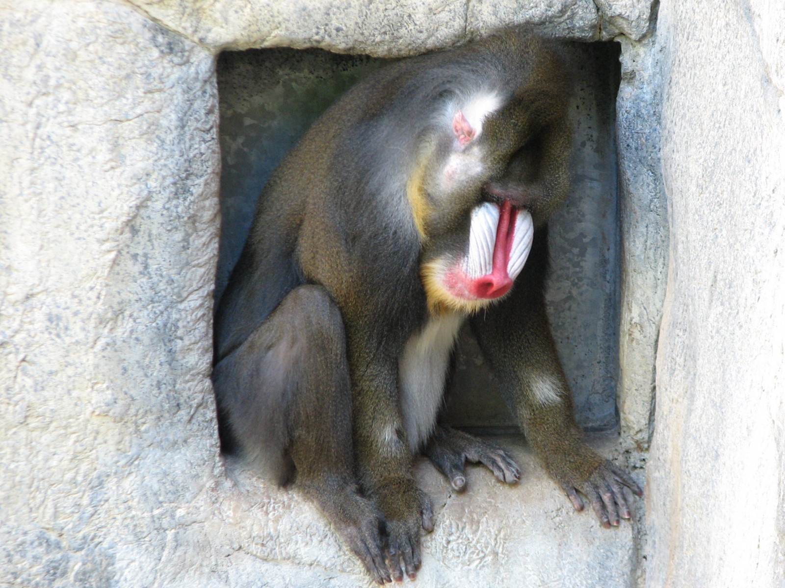 World of Primates - Mandrill