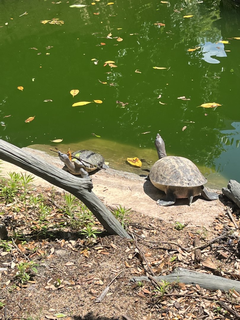 World of Primates-Orangutan/Turtles