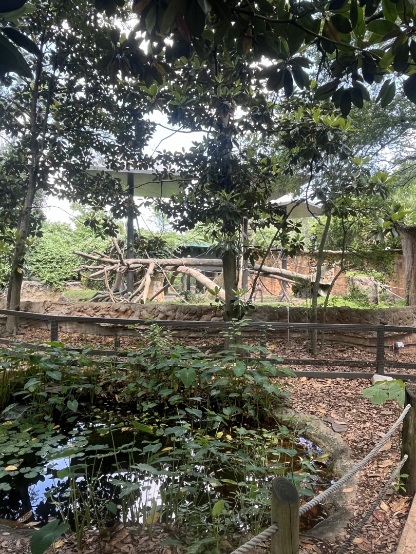 World of Primates-Orangutan