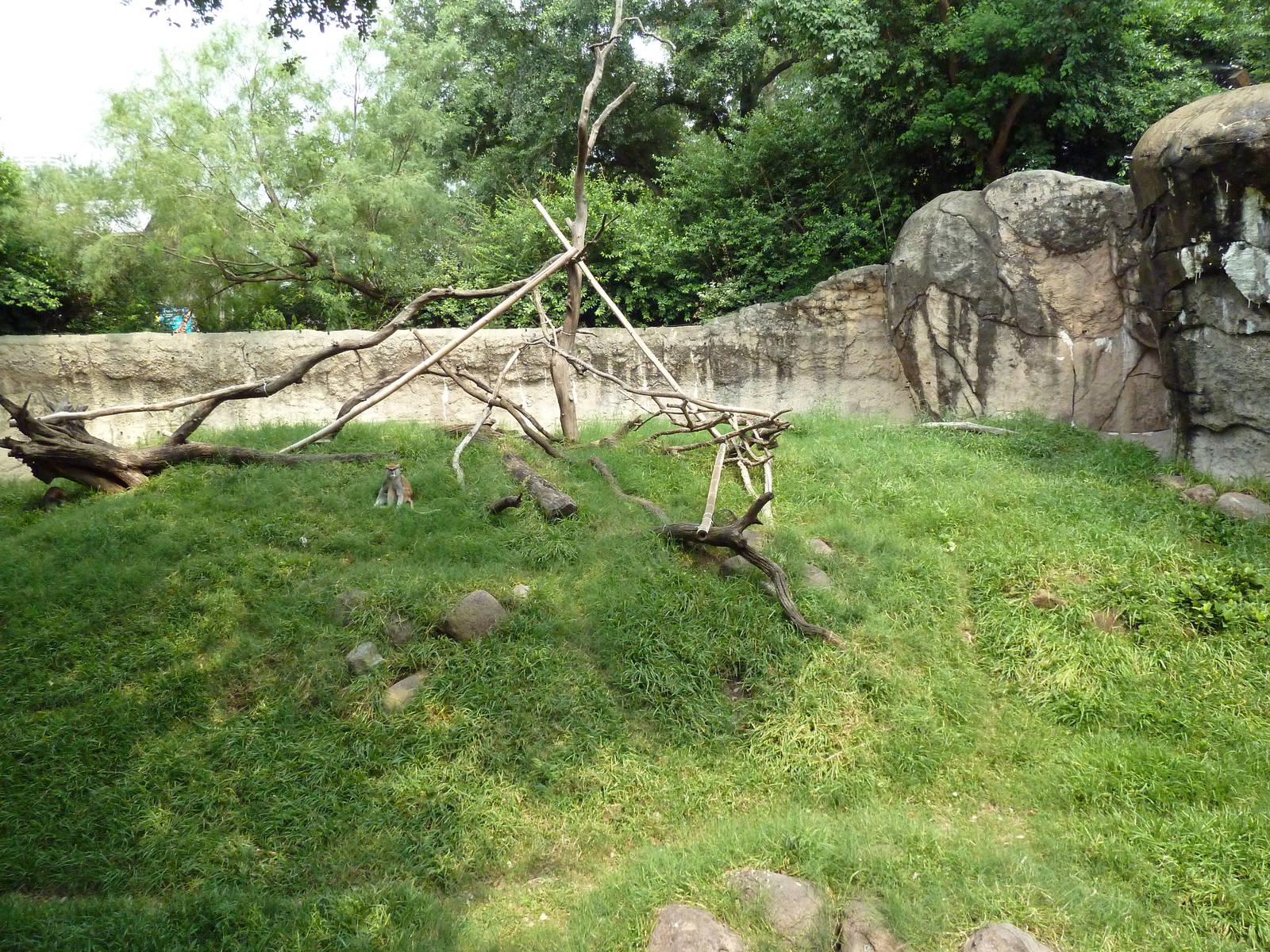 World Of Primates - Patas Monkey Exhibit