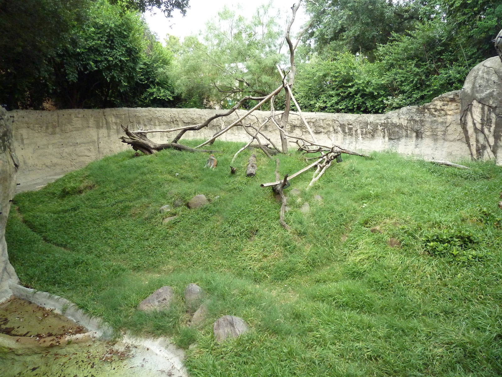 World Of Primates - Patas Monkey Exhibit