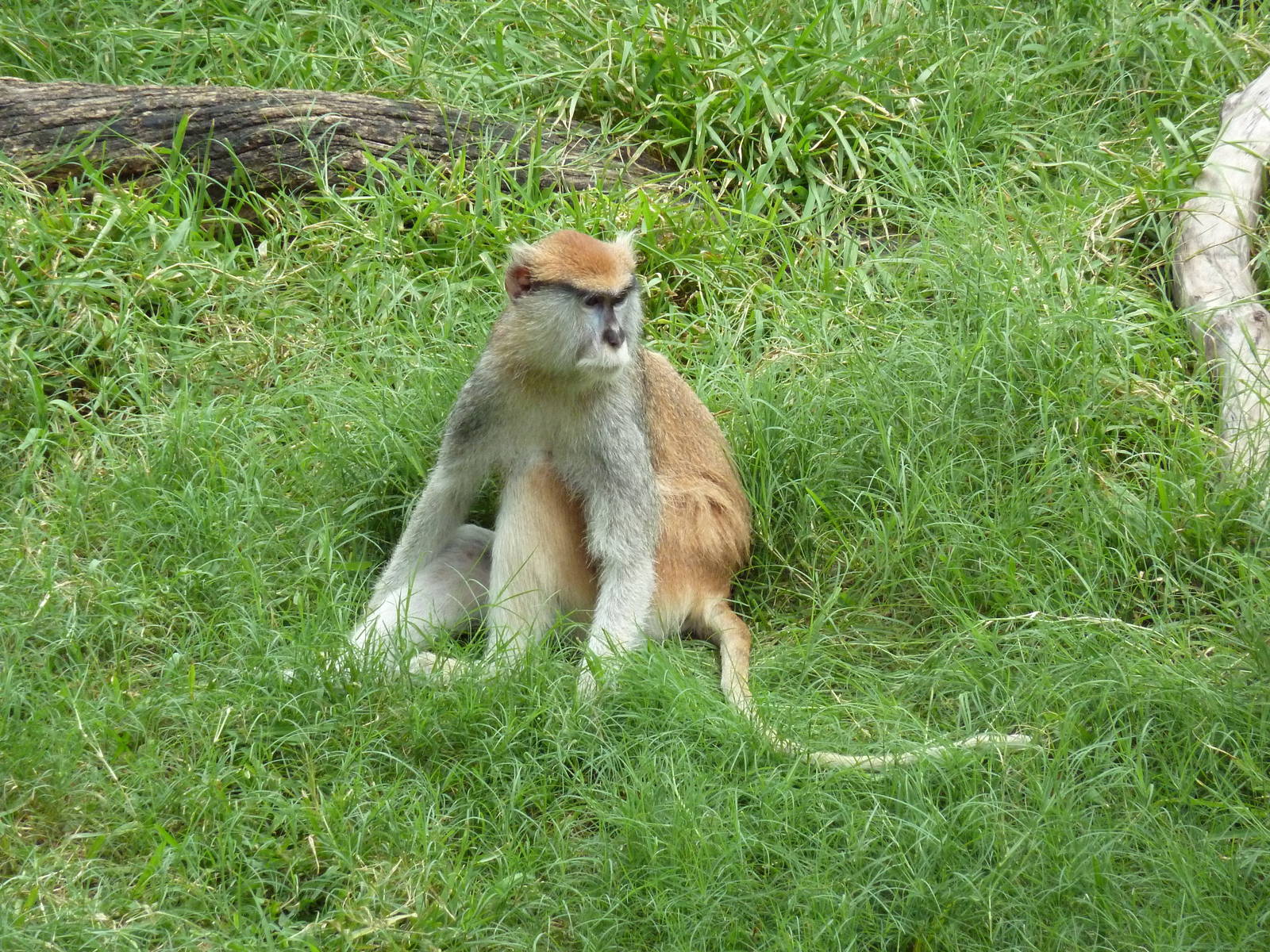 World Of Primates - Patas Monkey