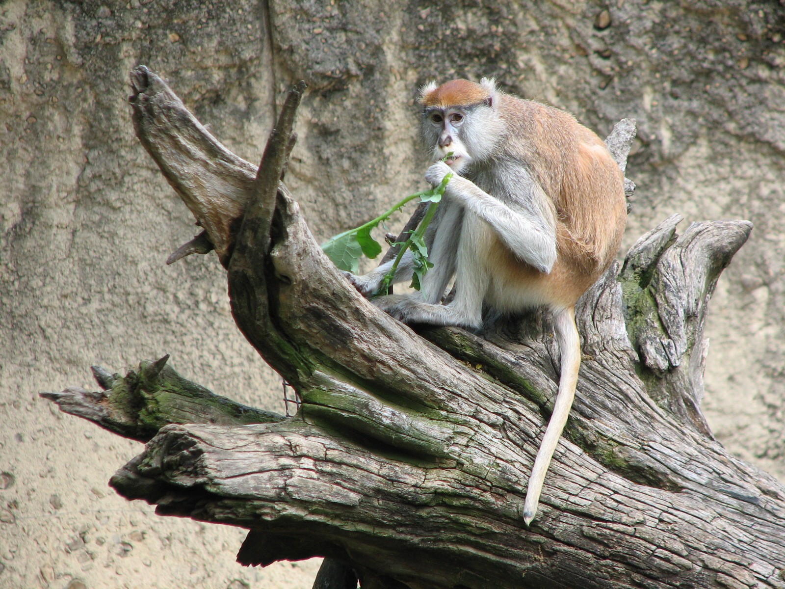 World of Primates - Patas Monkey