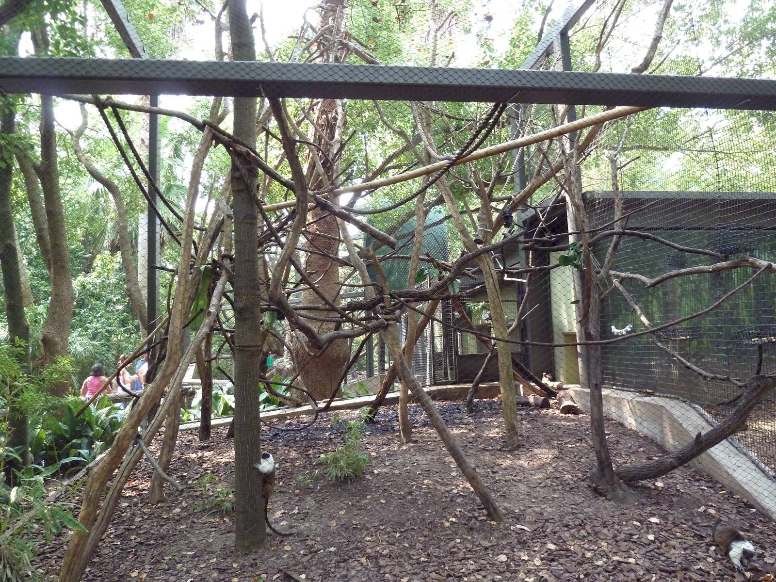World Of Primates - Pied Tamarin Exhibit