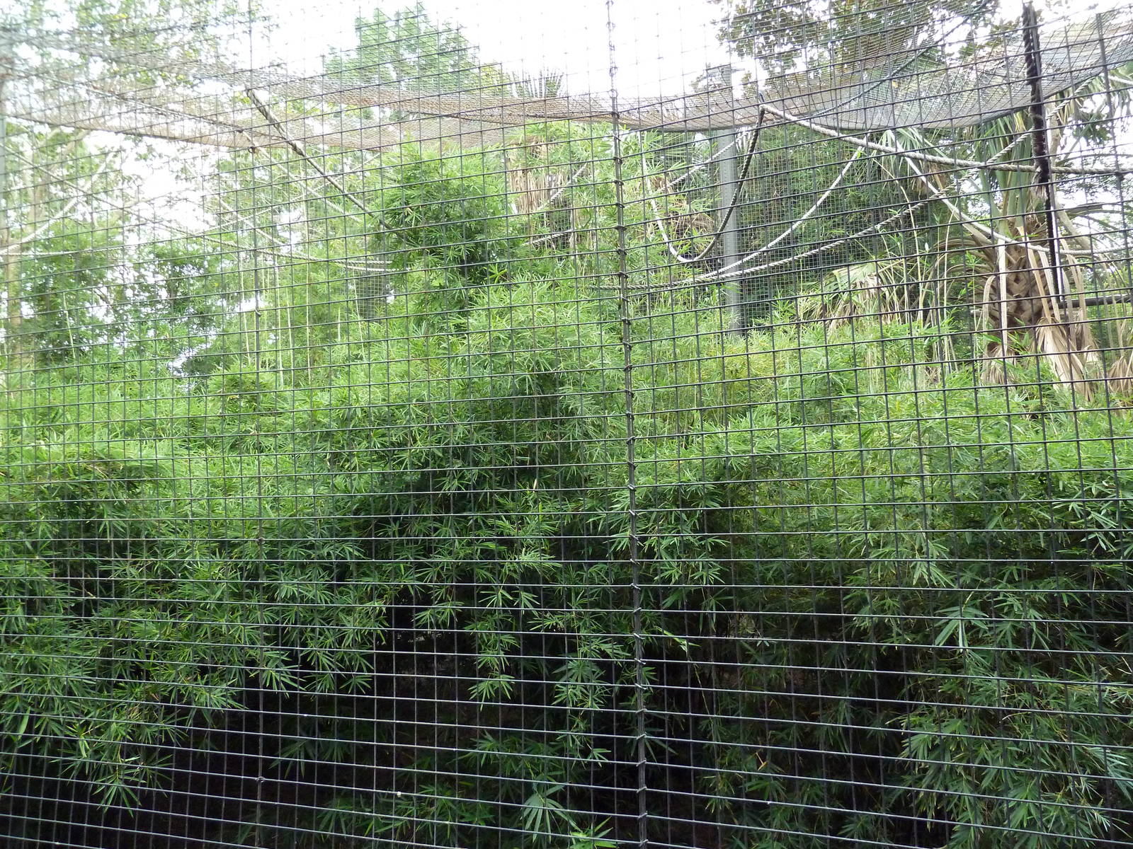 World Of Primates - Red-Capped Mangabey Exhibit