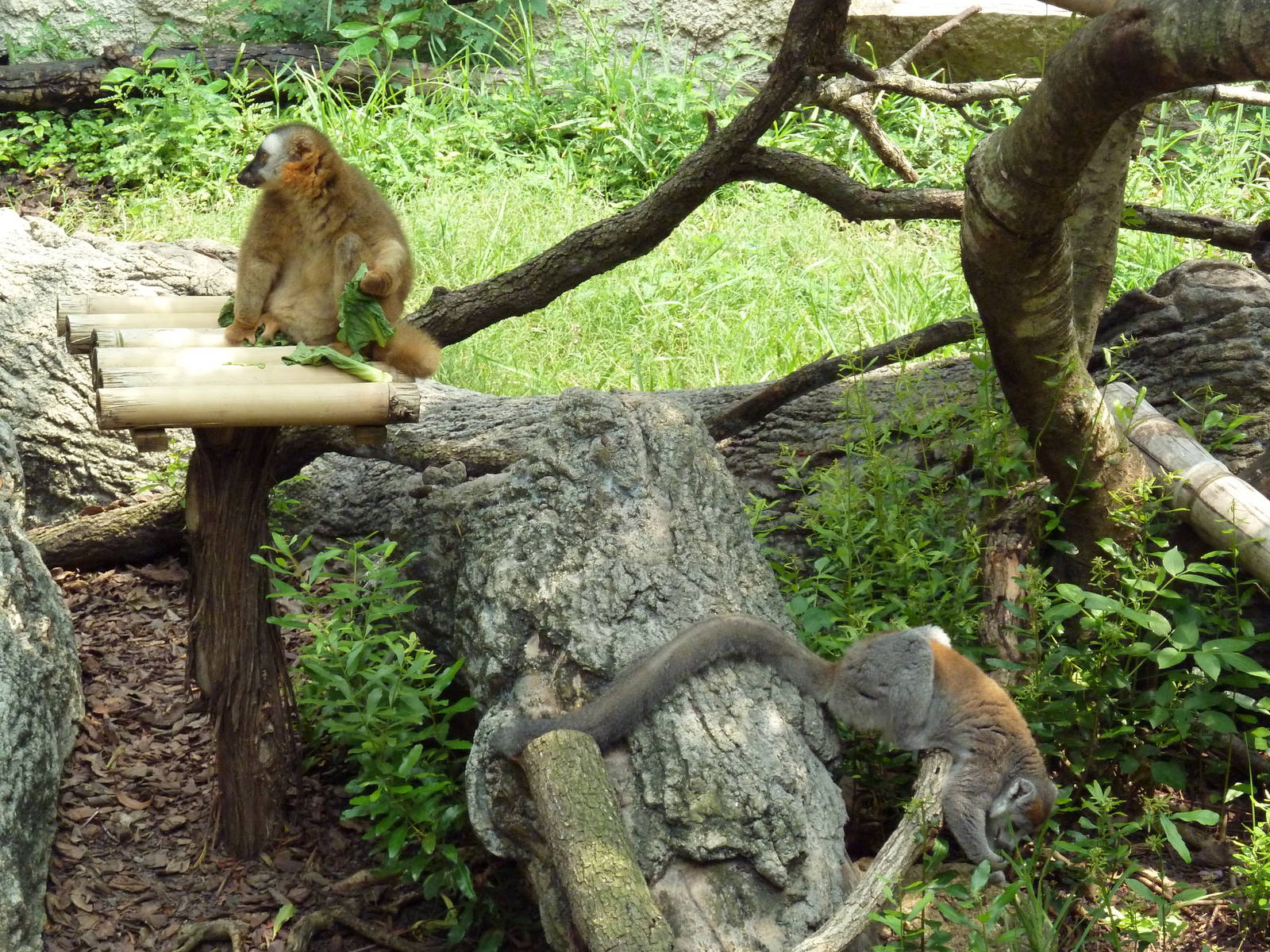 World Of Primates - Red-Fronted Lemur + Crowned Lemur