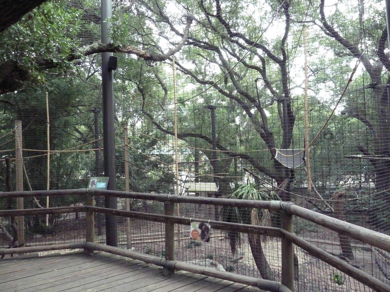 World Of Primates - Red-Tailed Monkey/Allen's Swamp Monkey Exhibit