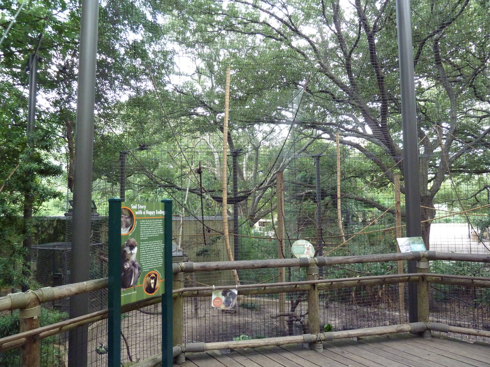 World Of Primates - Red-Tailed Monkey/Allen's Swamp Monkey Exhibit