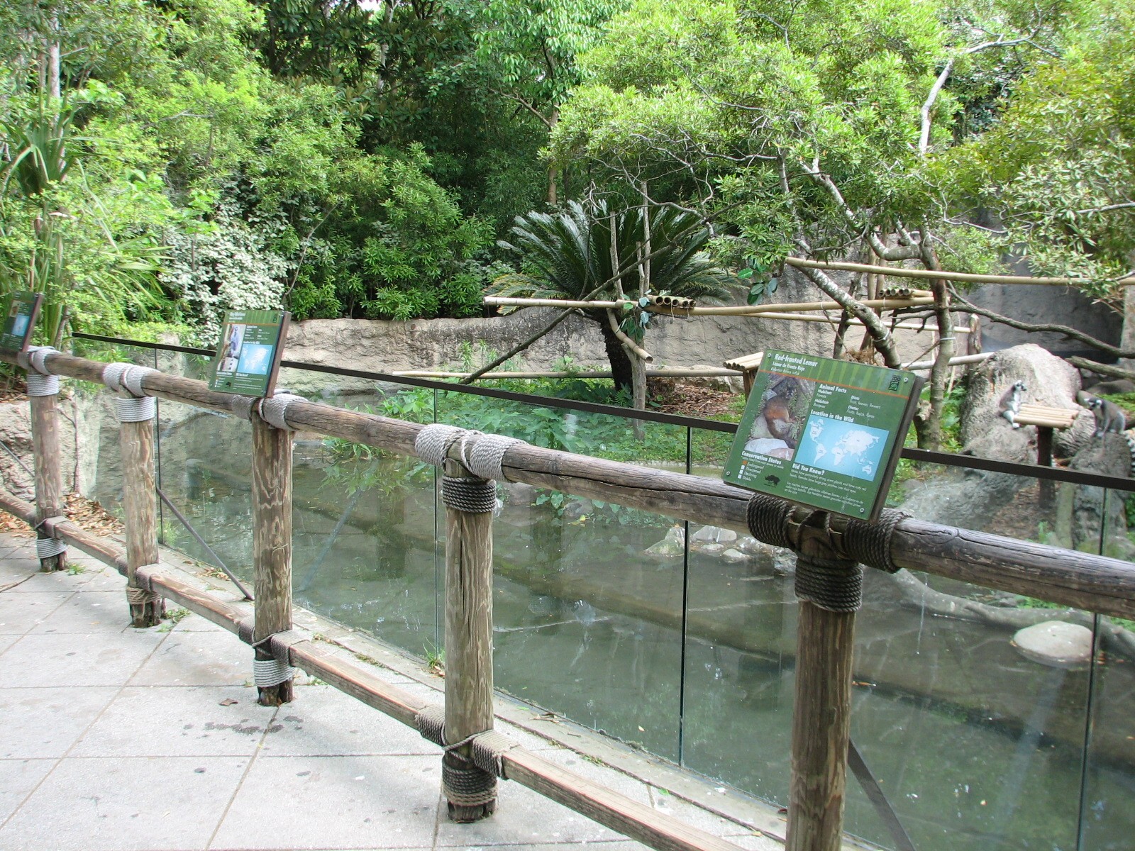 World of Primates - Ring-tailed and Red-fronted Lemur and Turtle and Duck E