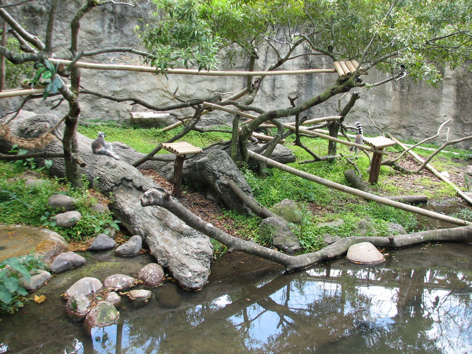 World of Primates - Ring-tailed and Red-fronted Lemur and Turtle and Duck E