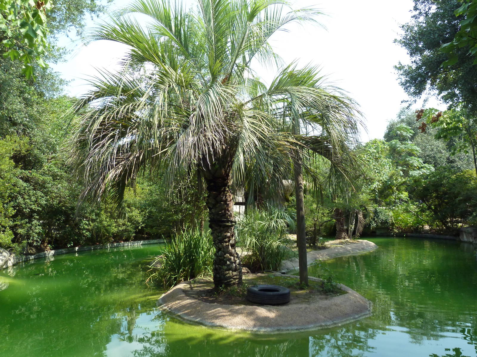 World Of Primates - Siamang Exhibit