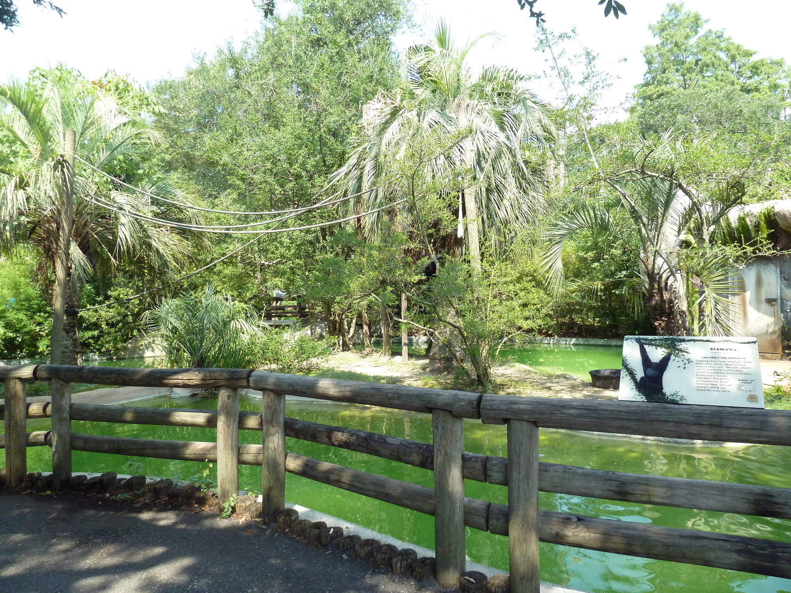 World Of Primates - Siamang Exhibit