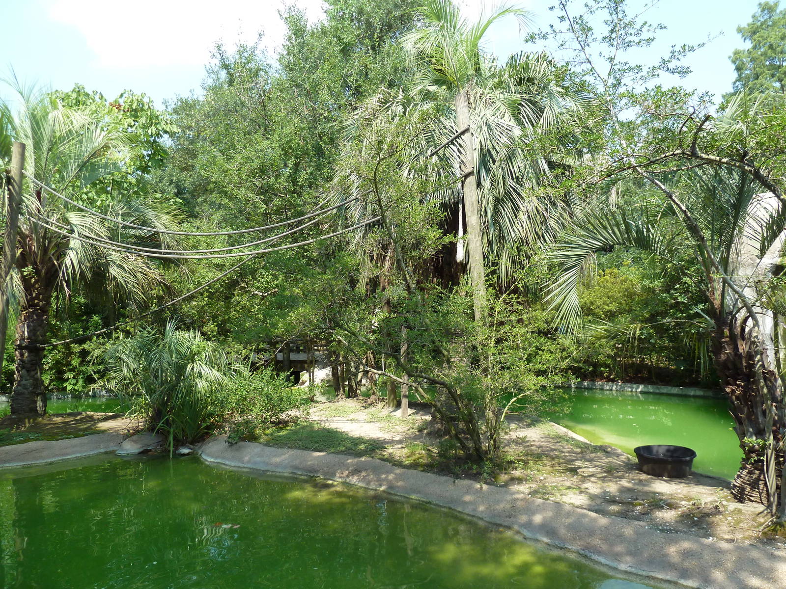 World Of Primates - Siamang Exhibit