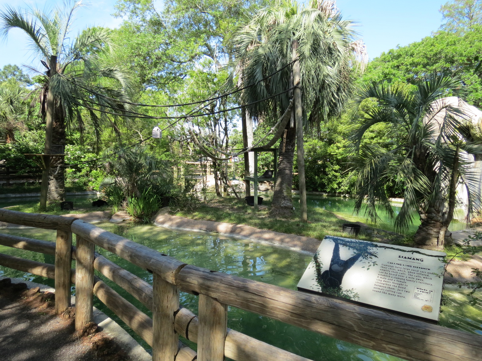 World of Primates - Siamang Exhibit