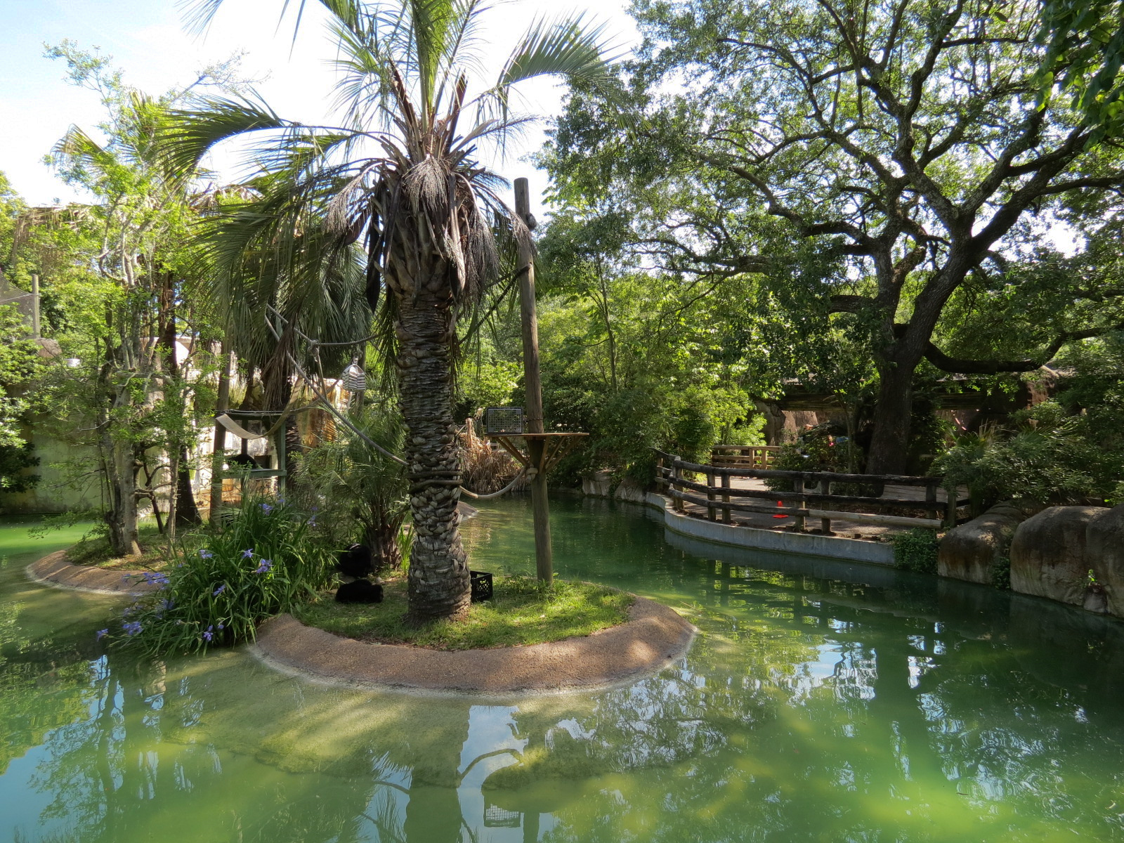 World of Primates - Siamang Exhibit