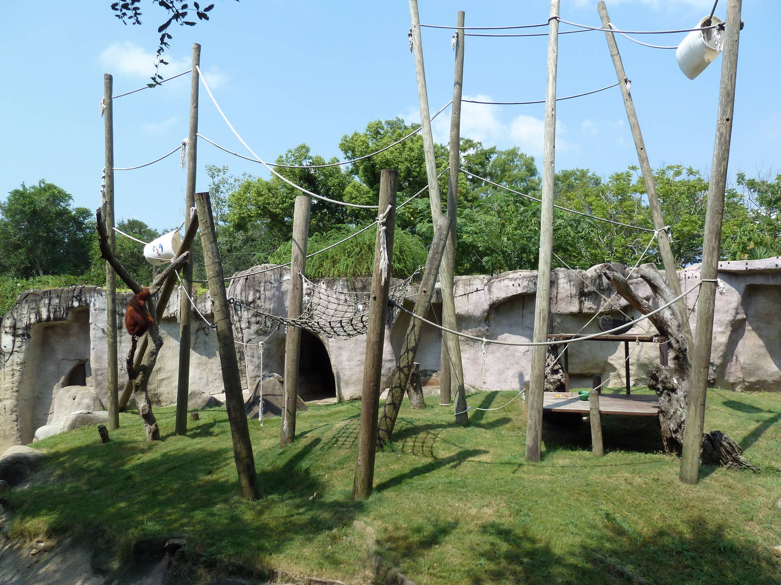 World Of Primates - Sumatran Orangutan Exhibit