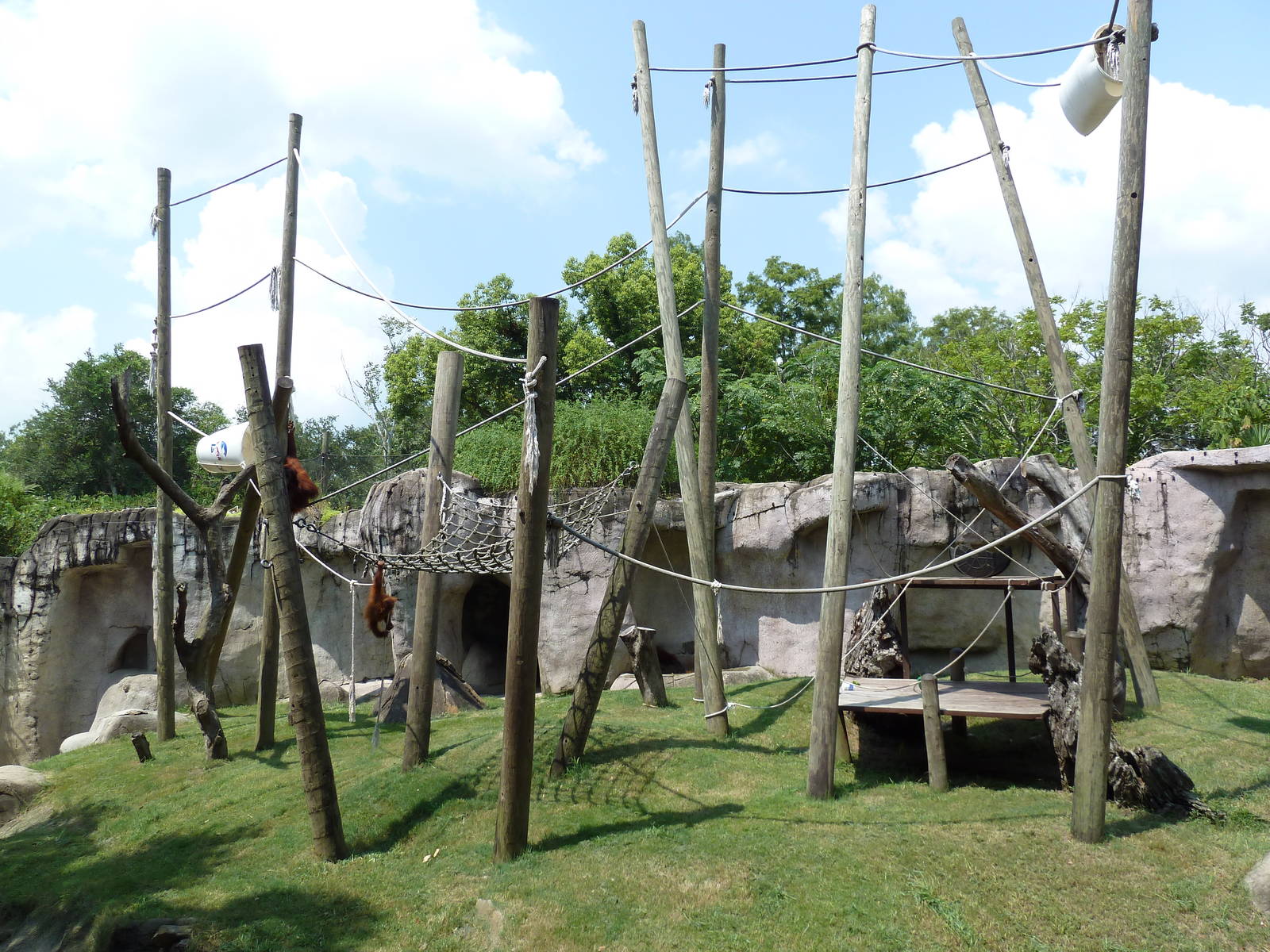World Of Primates - Sumatran Orangutan Exhibit