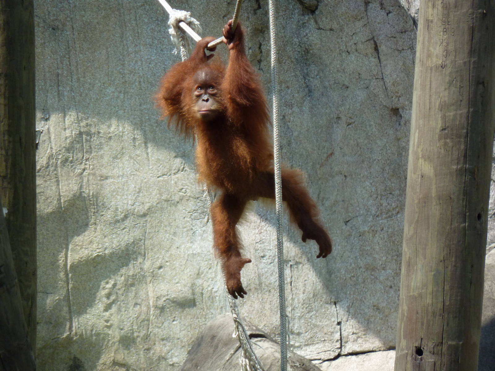 World Of Primates - Sumatran Orangutan