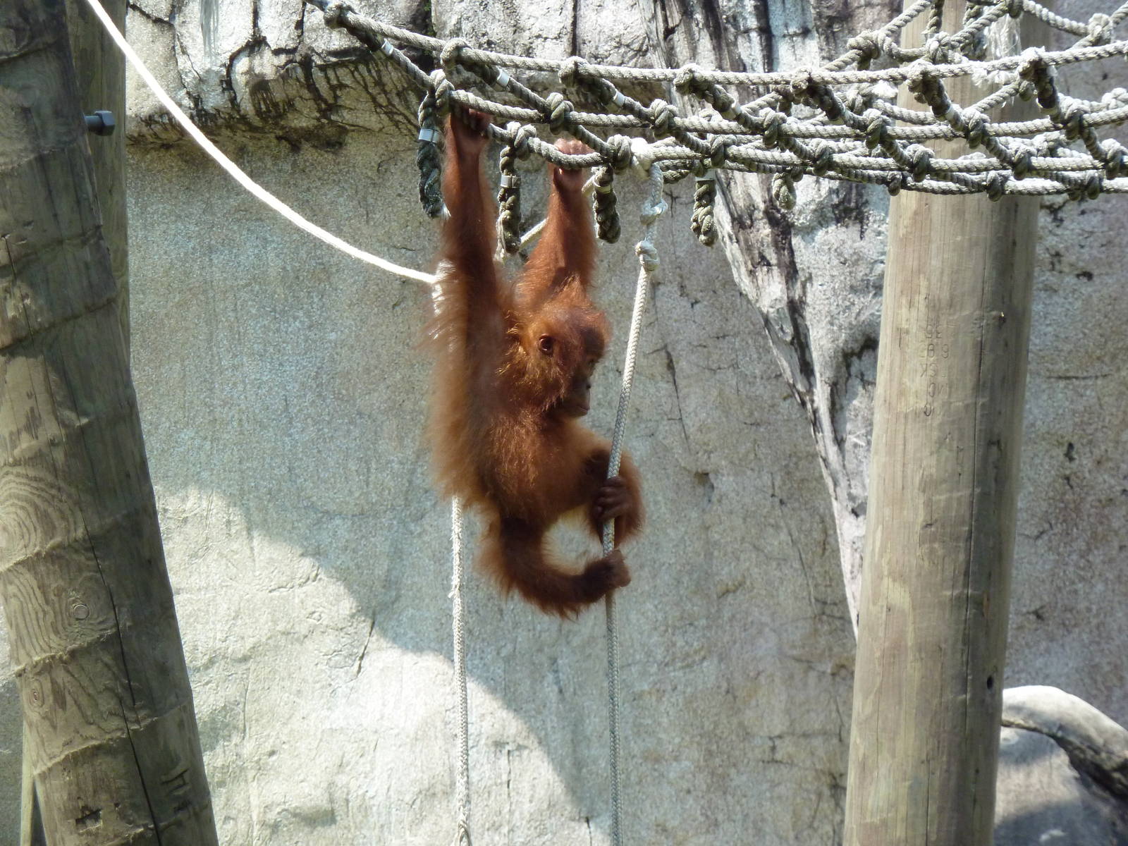 World Of Primates - Sumatran Orangutan