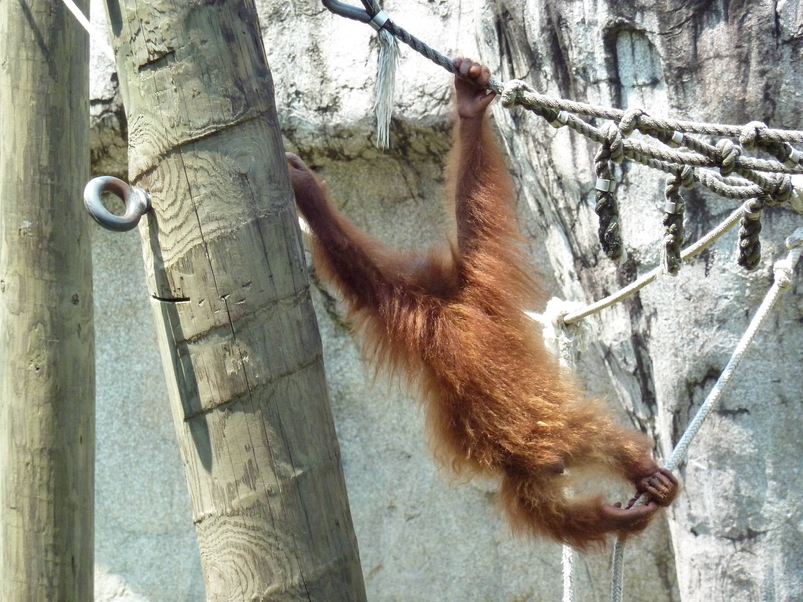 World Of Primates - Sumatran Orangutan
