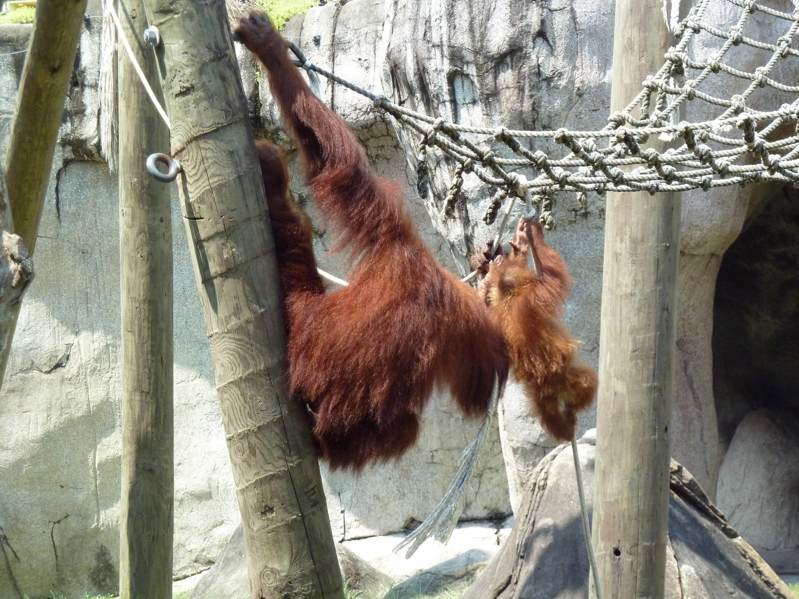 World Of Primates - Sumatran Orangutans