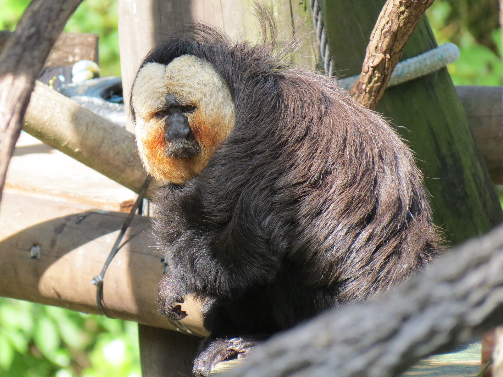World of Primates - White-faced Saki and Golden Lion Tamarin Exhibit