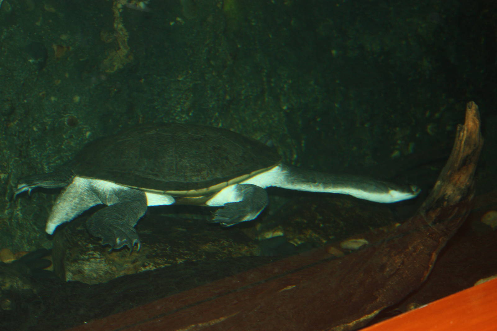 World of Reptile- Giant Side-Necked Turtle