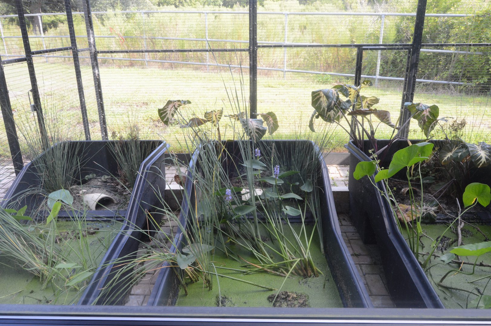 World of Reptiles and Friends - Bog Turtle (Glyptemys muhlenbergii) Exhibits